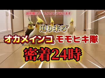 朝から晩まで、迫り来るオカメインコモモヒキ隊‼️密着２４時。透明Boxがやみつき⁉️ #透明Boxホイホイ