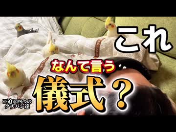 寝たら最後！謎の生命体（父）を襲撃するクチバシ軍団。それはオカメインコモモヒキ隊‼️ｗ #お父ちゃん襲撃事件
