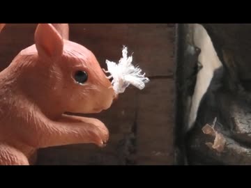 9月のいつもの生き物　その6