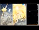 2025/10/03 【水中映像ライブUC057】能登方面の海から【金曜定期便】水温25℃