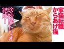 からあげ猫、珍妙猫トリオを結成する