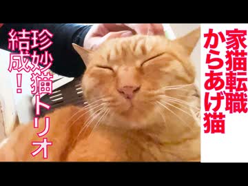 からあげ猫、珍妙猫トリオを結成する