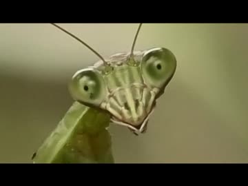 9月のいつもの生き物　その7