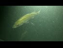 2026/10/2 【水中カメラ実況#U114】近場の能登にて（通称ヌメ場）水温20℃【金曜定期便】