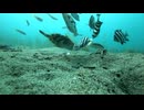 【水中カメラ実況#U115】日中の奥能登　水温21℃
