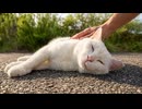 駐車場の奥にある白猫地帯で唯一人懐っこい白猫ちゃんをナデナデしてきた