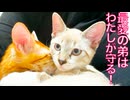 姉猫、弟猫に愛情をドボドボと注ぐ
