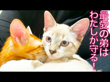 姉猫、弟猫に愛情をドボドボと注ぐ