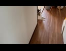 ﾘﾊﾞ