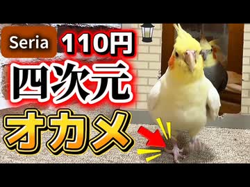 【目溶ける】セリア110円の四次元から沸き続ける、迫り来るオカメインコモモヒキ隊□ #セリアの四次元ポケット