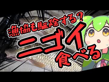 お腹がすいたらニゴイ食べればいいじゃない【おかわり！】