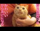 ベテラン野良猫、かわいいからあげになる