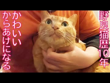 ベテラン野良猫、かわいいからあげになる
