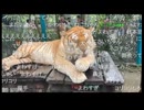 七原くん2026年9月27日 第6回　野外学習！kohei世界を歩くinタイ！！！ 2③
