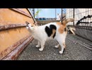 久しぶりに会ったハート模様の三毛猫、顔を見るなりクルッと後ろ向いて腰トントン要求ｗ