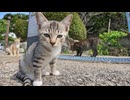 【猫島上陸】フェリーで港に着いたら猫たちが出迎えてくれた