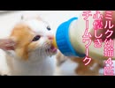 保護幼猫4姉弟、ミルク際のチームワーク