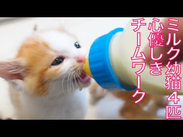 保護幼猫4姉弟、ミルク際のチームワーク