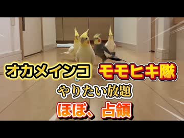 【液体化】信頼度1000％手の中で溶けるのんたまの顔よ… #インコ液体化