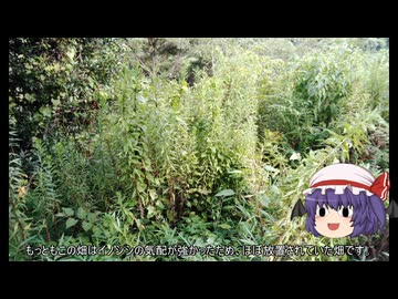 ゆっくり農民291海外出張に出かけてみませんか？#4