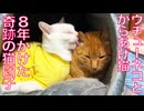 からあげ＆ウチューネコ、奇跡の猫団子
