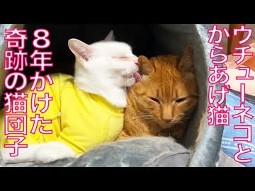 からあげ＆ウチューネコ、奇跡の猫団子