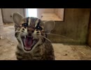 4年ぶり誕生の子ネコの名前は「なぎ」に　ツシマヤマネコ飼育30周年　福岡市動物園で記念式典　対馬との絆と繁殖の歩み
