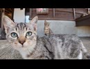 【猫島】港に続々と集まってくる子猫たちが可愛すぎる件