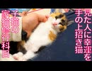 イモ幼猫たち、幸せ招き猫の修行に挑む