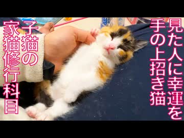 イモ幼猫たち、幸せ招き猫の修行に挑む