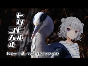 トリトルコハル 『800㎜で撮ってみた』