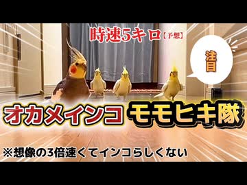 【密着24時】オカメインコだらけ‼️モモヒキ隊、「うまし」花金のお楽しみ満喫中❤️ #腹ペコ暴走族
