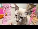 怖いもの知らず娘猫、叱られて反省する