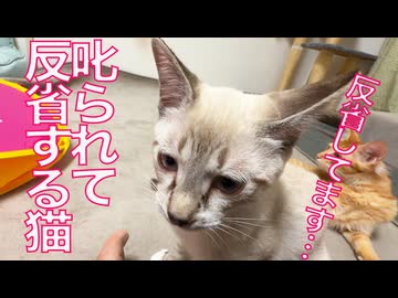 怖いもの知らず娘猫、叱られて反省する