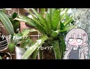 「草に水やるだけ」のサムネイル