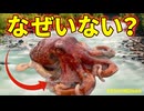 タコやイカが淡水にいない理由【解説動画】
