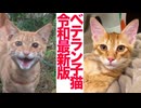 次世代ベテラン子猫、爆誕する