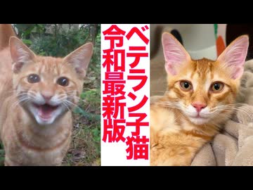 次世代ベテラン子猫、爆誕する