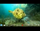 2026/10/11 U117　【水中カメラ実況#U117】お初の場所　水はキレイだけど魚いるかな？