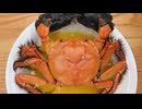 中国うさぎが快楽を一気に味わいたかった動画