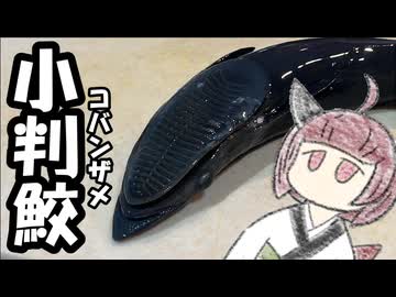 コバンザメ食べましょう【きりたんのテキトークッキング】