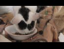 クチャクチャ食べるのが遅い猫