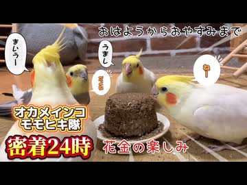【密着24時】オカメインコだらけ‼️モモヒキ隊、「うまし」花金のお楽しみ満喫中❤️ #腹ペコ暴走族