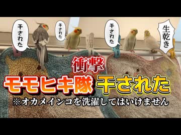※閲覧注意。オカメグッズもろとも洗濯された鳥！？衝撃の「生乾き」リサイタル□ #干されたオカメ
