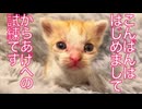 猫型からあげ、試練が襲来する