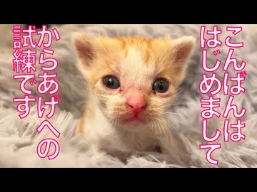 猫型からあげ、試練が襲来する