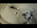 甘えながら回転してくる猫