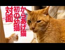 からあげ猫、初めて幼猫と対面する