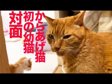 からあげ猫、初めて幼猫と対面する