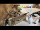 200gのミニミニ子猫、7kgのからあげ猫と対面する